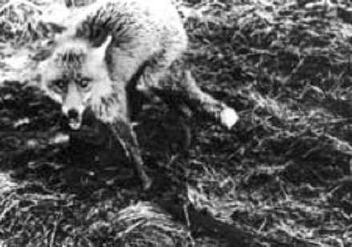 Fox Exploitation - Fox Fur - 12