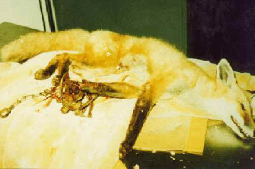 Fox Exploitation - Fox Fur - 13