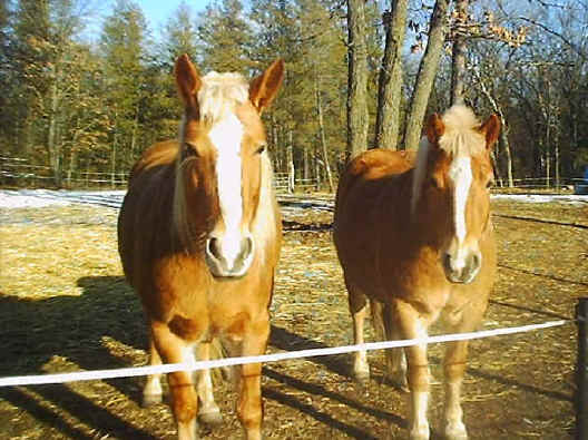 Equine Exploitation (Horses, Ponies, Burros, etc.) - Wishful Thinking - Honey and Brandy