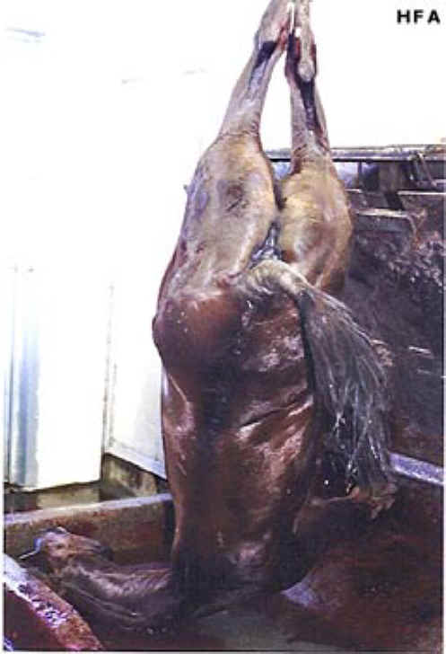 Equine Exploitation (Horses, Ponies, Burros, etc.) - Horse Meat - 04