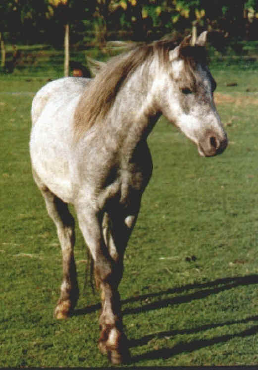 Equine Exploitation (Horses, Ponies, Burros, etc.) - Wishful Thinking - Nibbles