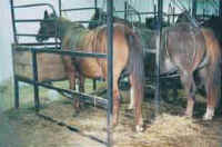 Horse Exploitation - Pregnant Mares Urine (PMU) Farming - 03