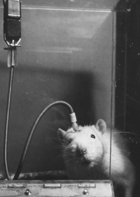 Mice and Rats - Research - 07