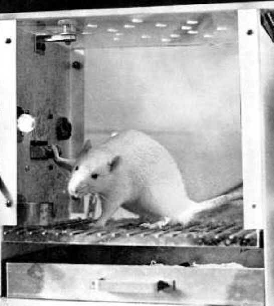 Mice and Rats - Research - 08