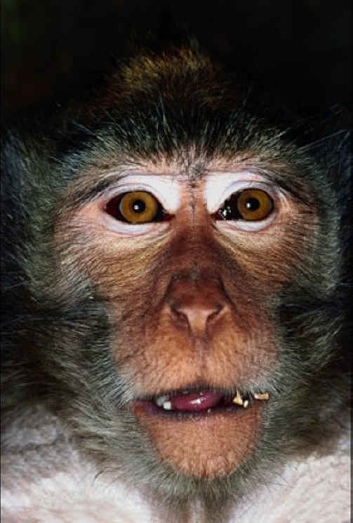 Monkeys and Other Primates - Monkey - 02