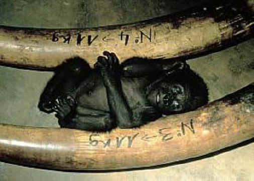 Monkeys and Other Primates - Bush Meat-03