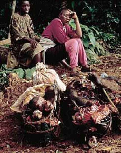 Monkeys and Other Primates - Bush Meat-07