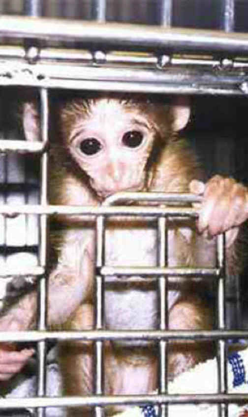 Monkeys and Other Primates - Cage-07