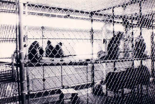 Monkeys and Other Primates - Cage-09