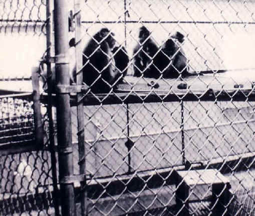 Monkeys and Other Primates - Cage-10