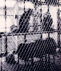 Monkey - Cage - 11