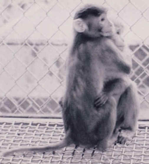 Monkeys and Other Primates - Cage-15