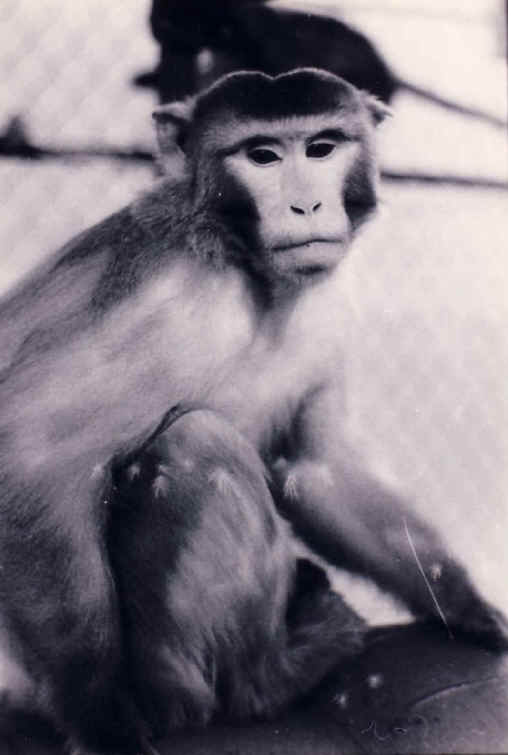 Monkeys and Other Primates - Cage-18