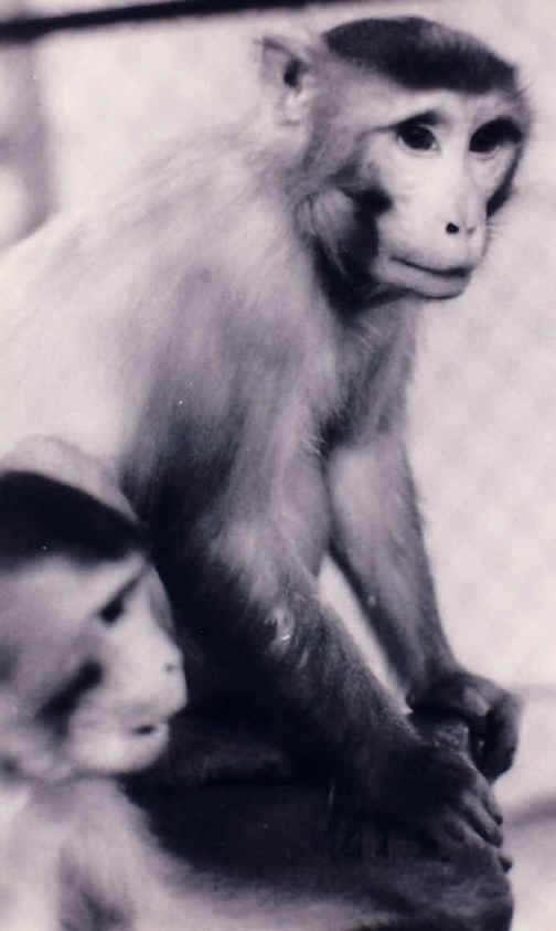 Monkeys and Other Primates - Cage-19