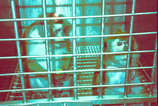 Monkeys and Other Primates - Cage-20