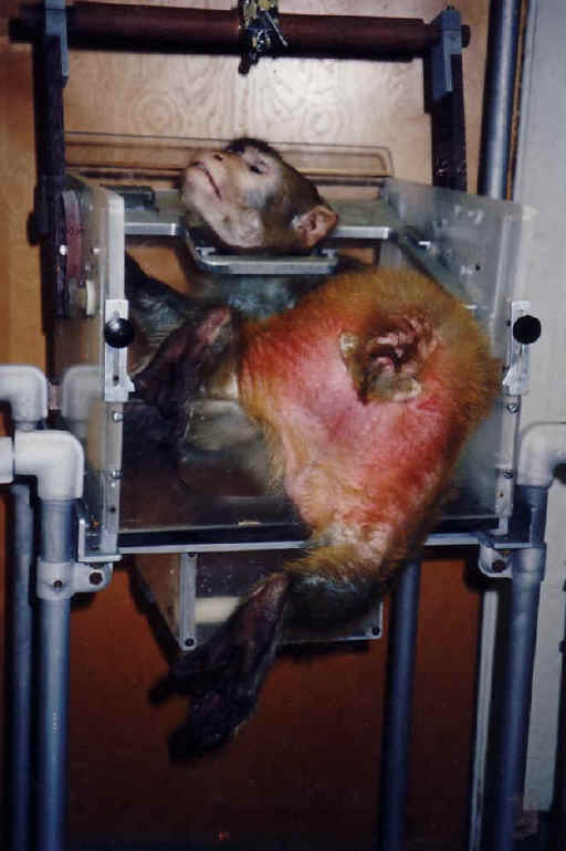 Monkeys and Other Primates - Restraint Chair-04