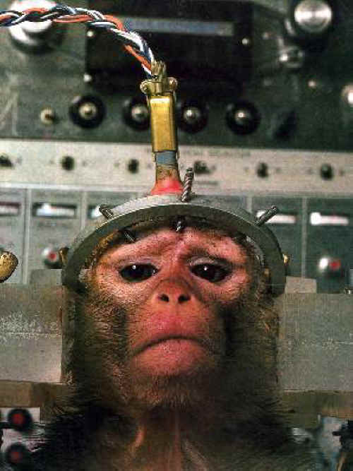 monkey vivisection