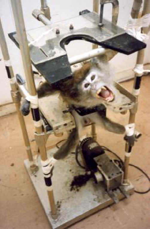 Monkeys and Other Primates - Restraint Chair-10