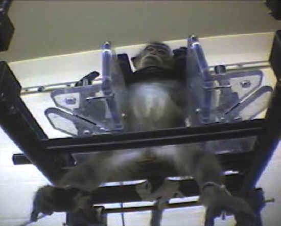 Monkeys and Other Primates - Restraint Chair - 19