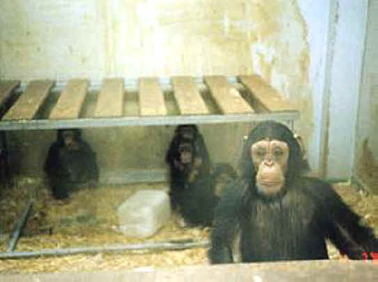 Monkeys and Other Primates - Chimpanzee - 02