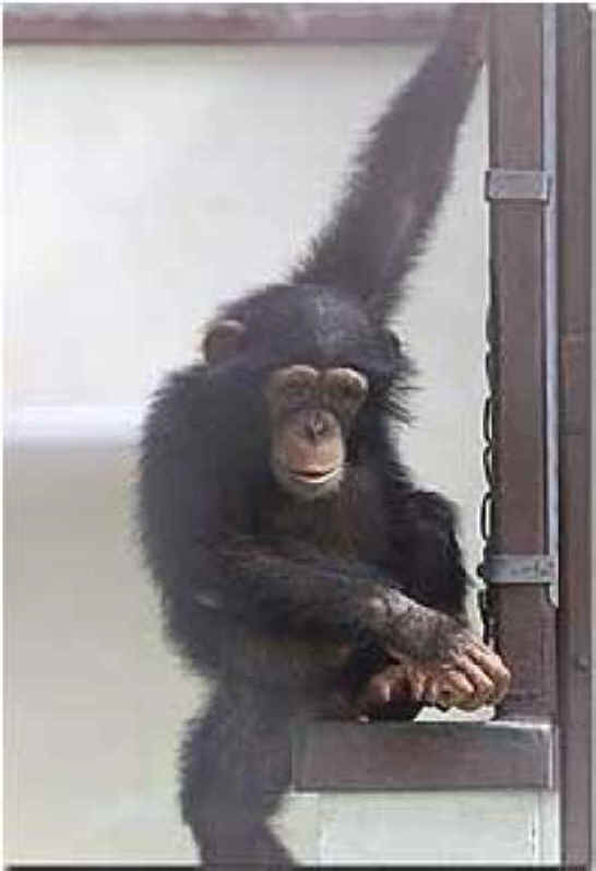 Monkeys and Other Primates - Chimpanzee - 05