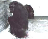 Monkeys and Other Primates - Chimpanzee - 06