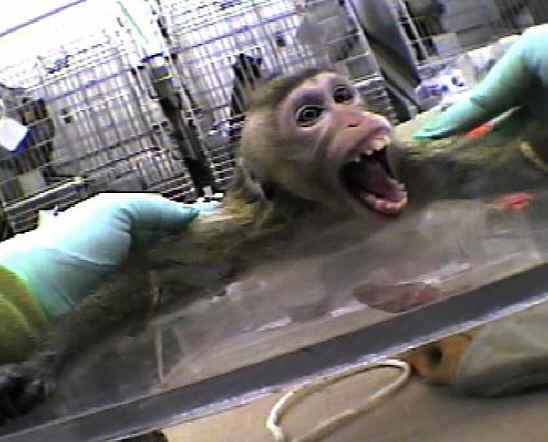 Monkeys and Other Primates - Experiment - 07