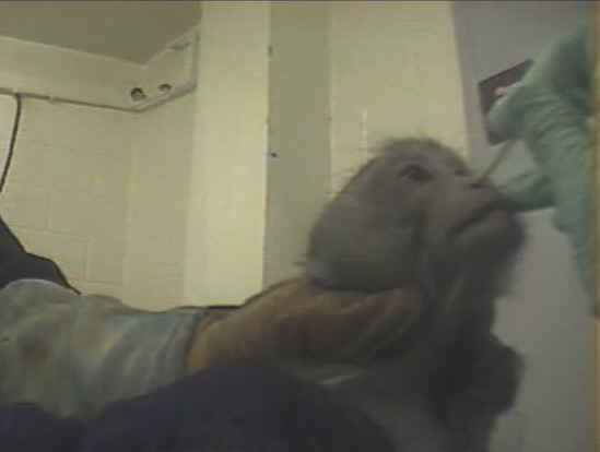 Monkeys and Other Primates - Experiment - 14