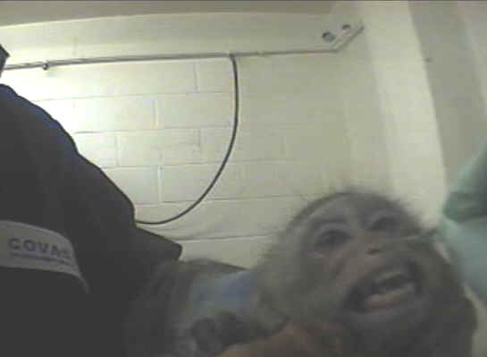 Monkeys and Other Primates - Experiment - 15