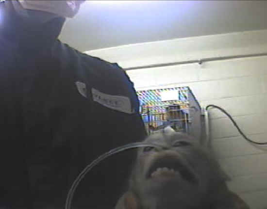 Monkeys and Other Primates - Experiment - 16