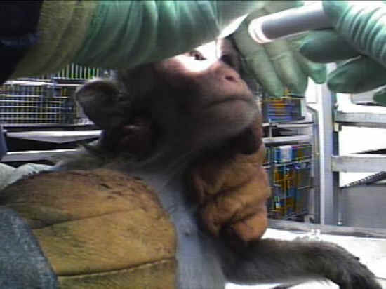 Monkeys and Other Primates - Experiment - 19