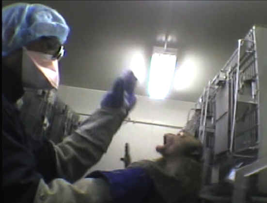 Monkeys and Other Primates - Experiment - 20