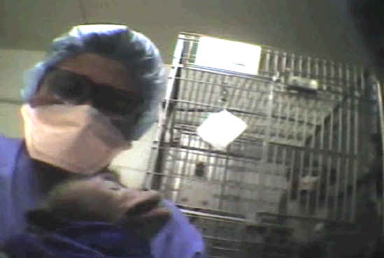 Monkeys and Other Primates - Experiment - 22