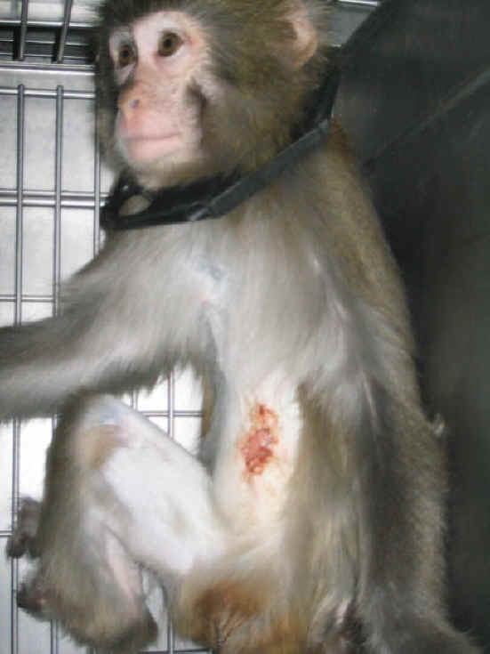 Monkeys and Other Primates - Experiment - 30