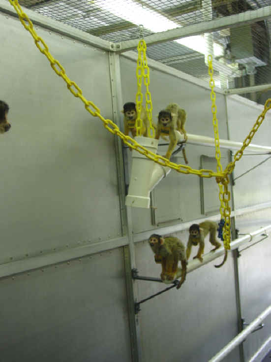 Monkeys and Other Primates - University of South Alabama - 06