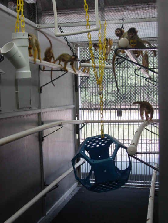 Monkeys and Other Primates - University of South Alabama - 08