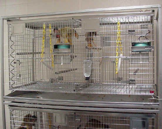 Monkeys and Other Primates - University of South Alabama - 10