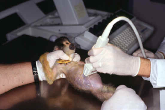 Monkeys and Other Primates - University of South Alabama - 12