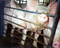 Pig Exploitation - Factory Farming - 04