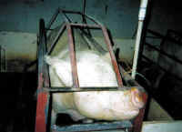 Pig Exploitation - Factory Farming - 10