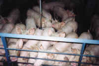 Pig Exploitation - Factory Farming - 11