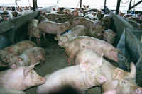 Pig Exploitation - Factory Farming - 22