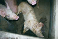 Pig Exploitation - Factory Farming - 23