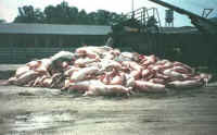 Pig Exploitation - Factory Farming - 24-a