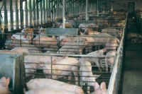 Pig Exploitation - Factory Farming - 27