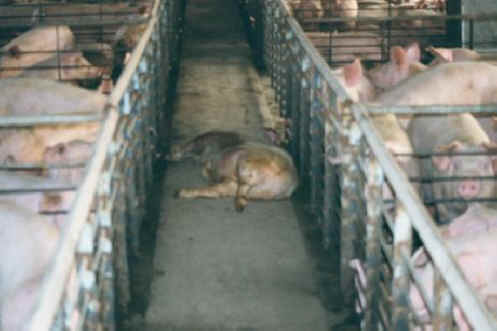 Pig Exploitation - Factory Farming - 28