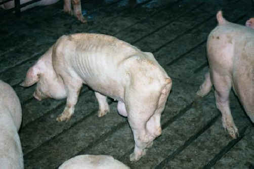 Pig Exploitation - Factory Farming - 29