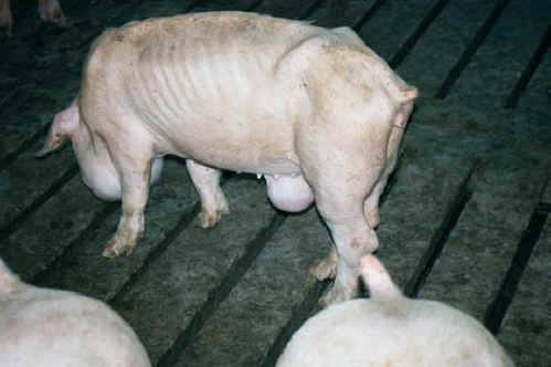 Pig Exploitation - Factory Farming - 30