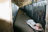 Pig Exploitation - Factory Farming - 34
