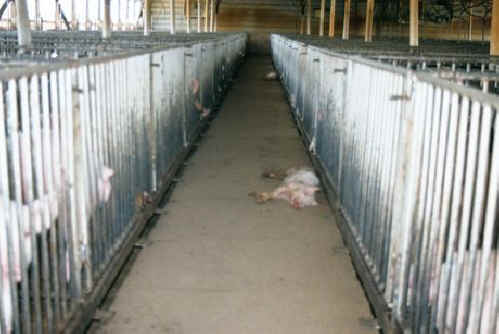 Pig Exploitation - Factory Farming - 36